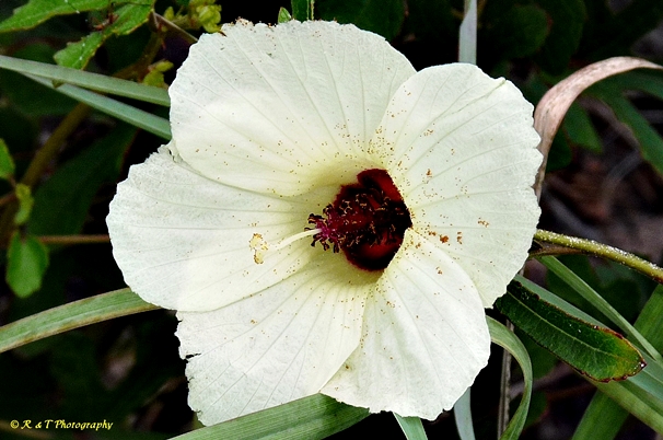 {Hibiscus aculeatus}